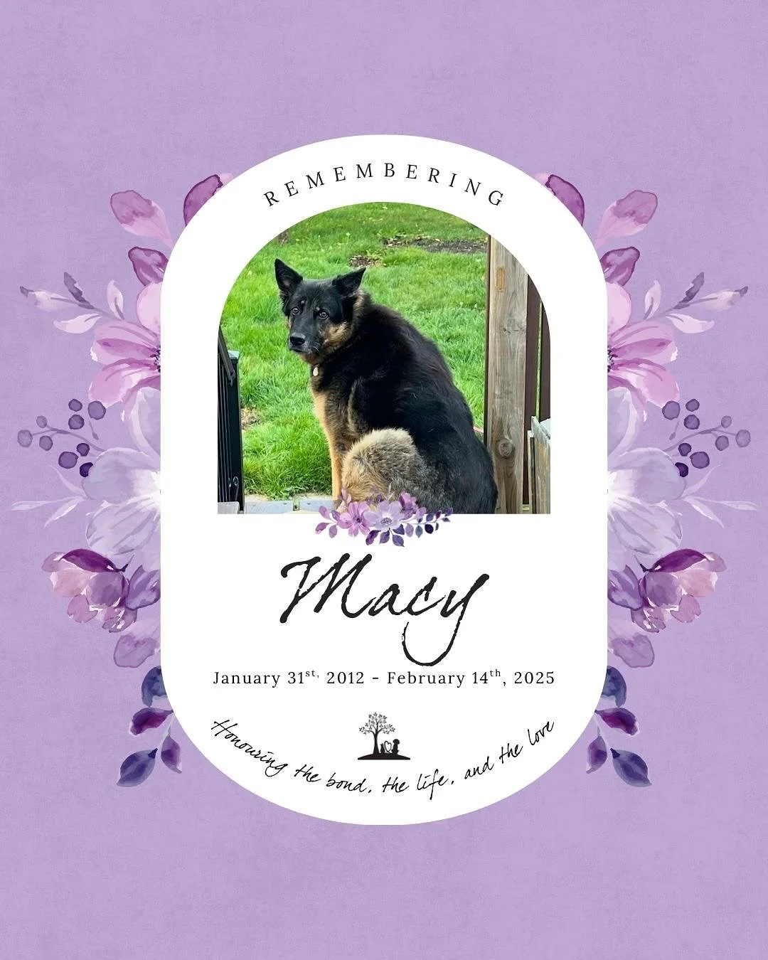 #TributeThursday Honouring Macy 💜🐾

January 31st 2012 &mdash; February 14th 2025

&ldquo;She was my heart in good times and hard times. 
She brought so much love and happiness to my life from the day I brought her home in my arms until the day she 