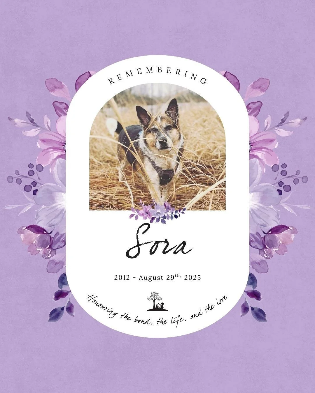 #TributeThursday honouring Sora 💜🐾

2012 &mdash; August 29th, 2025

&ldquo;Forever blessed with all the wonderful memories of you and the love that you shared. We love you beyond words and you will always have a giant place in our hearts.&rdquo;

T