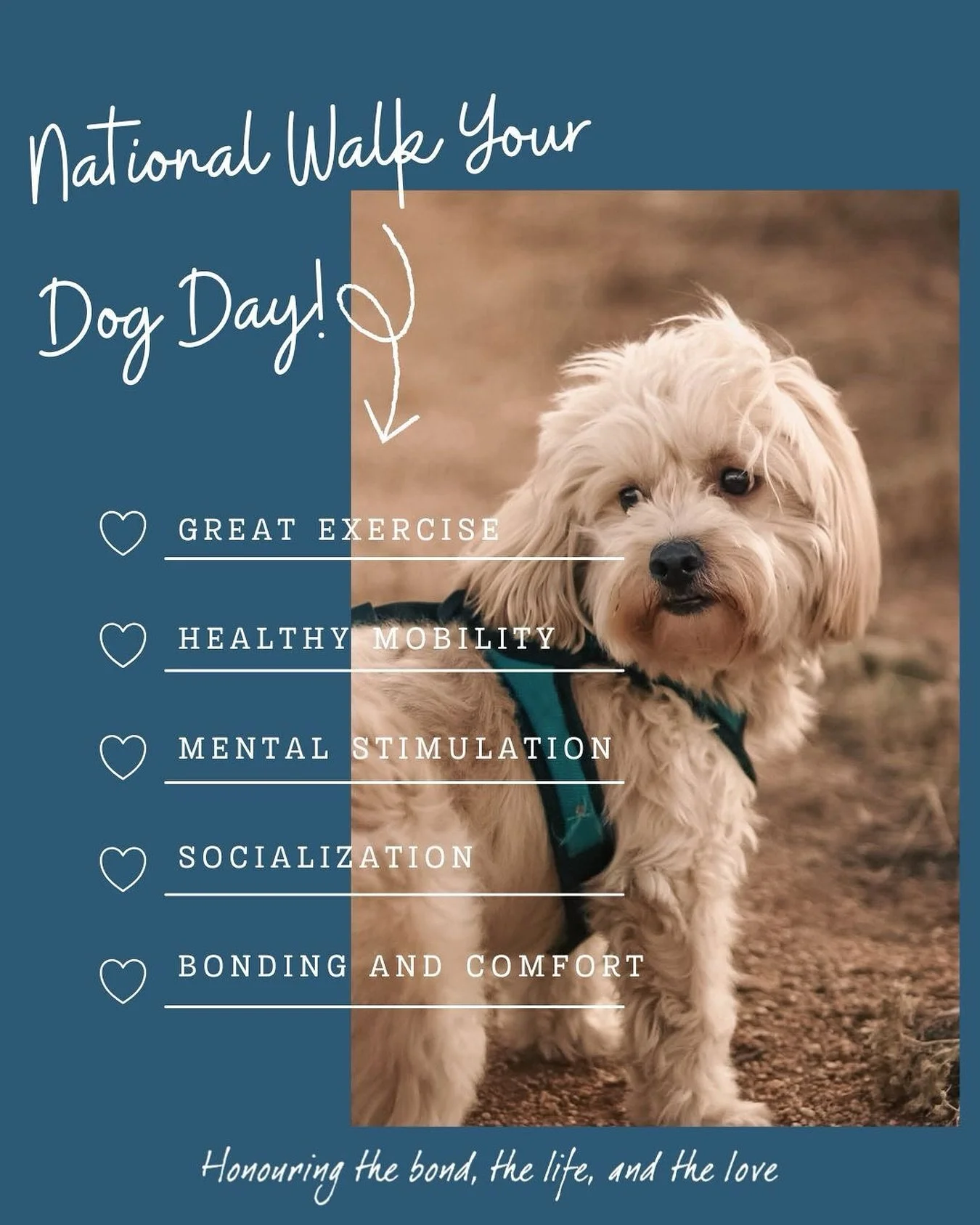 Today is National Walk Your Dog Day! A perfect reminder of the joy and health benefits that walks bring to our dogs, no matter their age. 🐾🩵
For senior pets, mobility can sometimes become a challenge. Slower steps, stiffer joints, or shorter dista