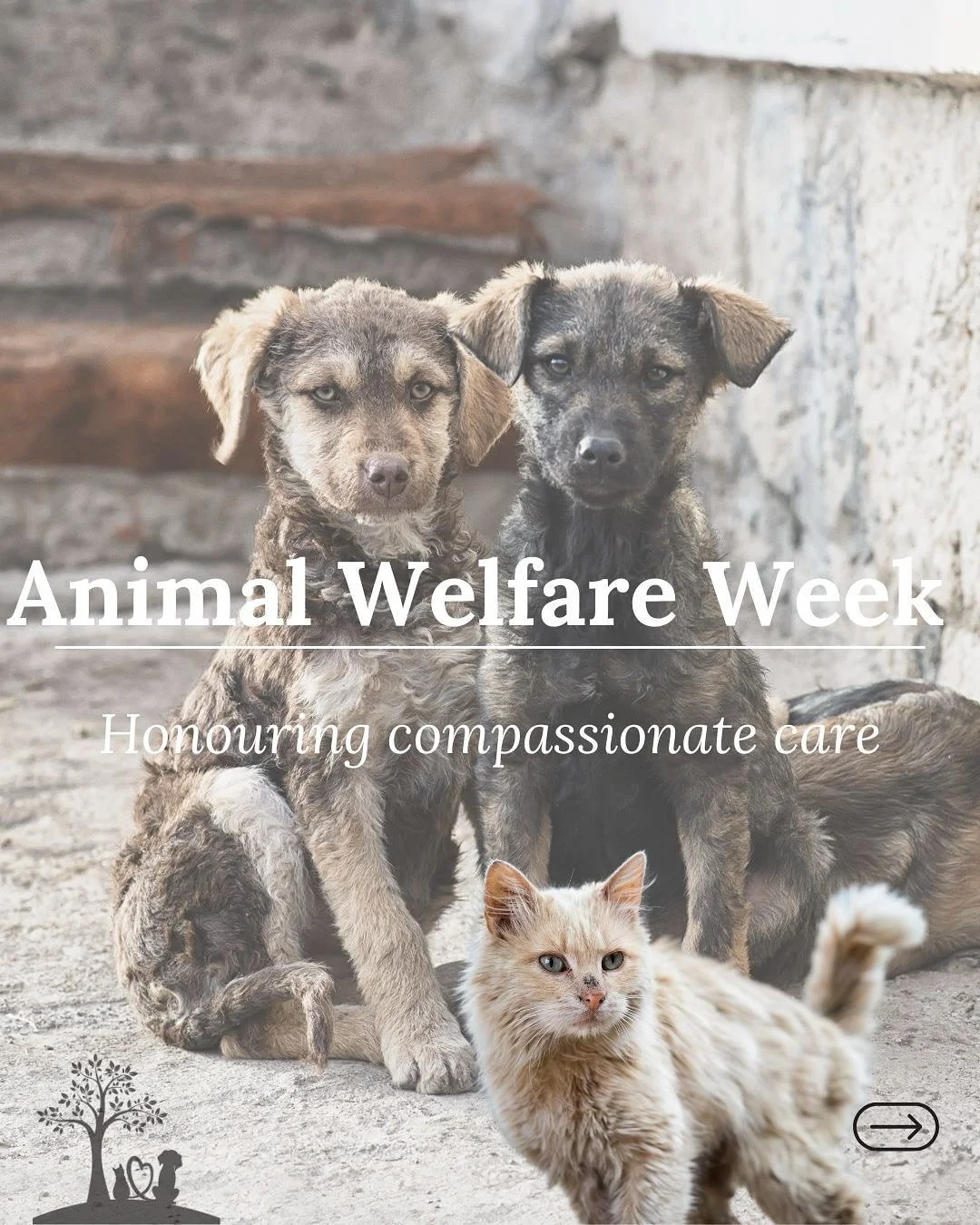 This week is Animal Welfare Week, a reminder that the well-being of animals matters during every stage of their lives. 
For our beloved pets, welfare doesn’t end when they grow older or when health challenges arise. Humane, compassionate end-o