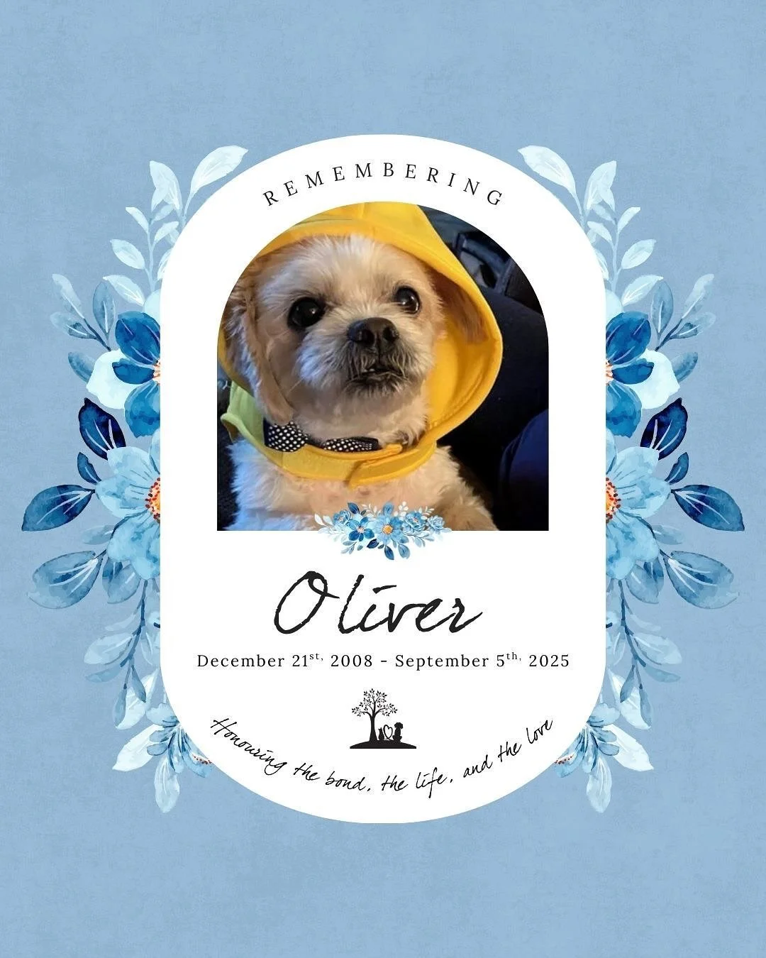 #TributeThursday honouring Oliver 🐾🩵
December 21st, 2008 - September 5th, 2025
“Oliver was around my whole adult life, I was 17 when we got him, (I’m 34 now) and my mom’s very best confidante.”
To read Oliver’s full