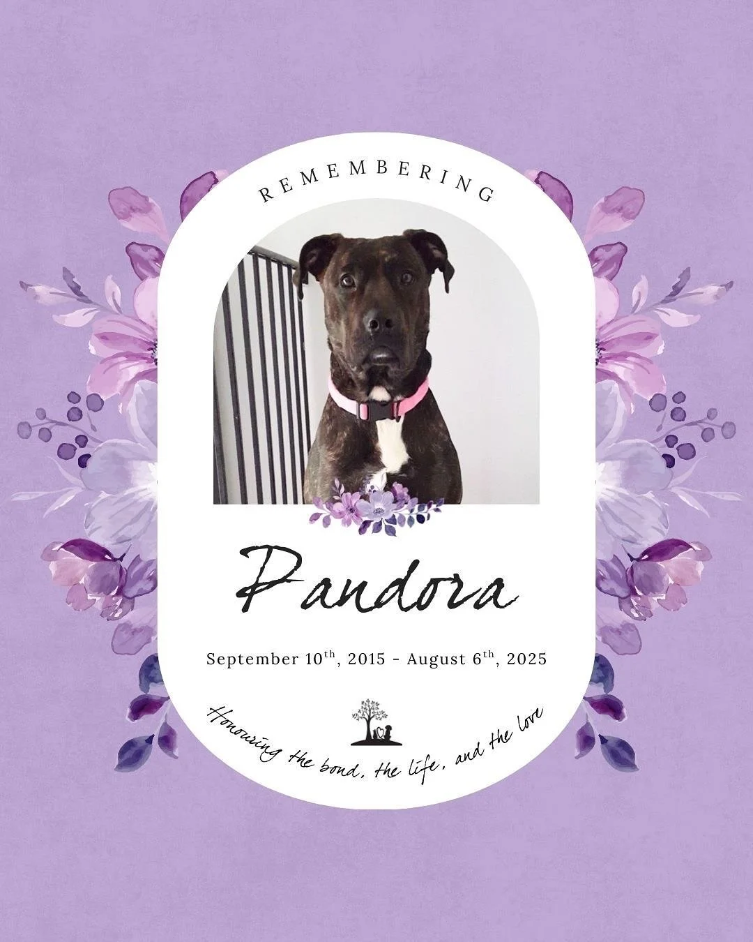 #TributeThursday honouring Pandora 💜🐾
September 10th 2015 — August 6th 2025
“You were there through changes, through seasons, through storms 
a constant when the world felt too much.
And though your paws no longer walk beside me, I fe