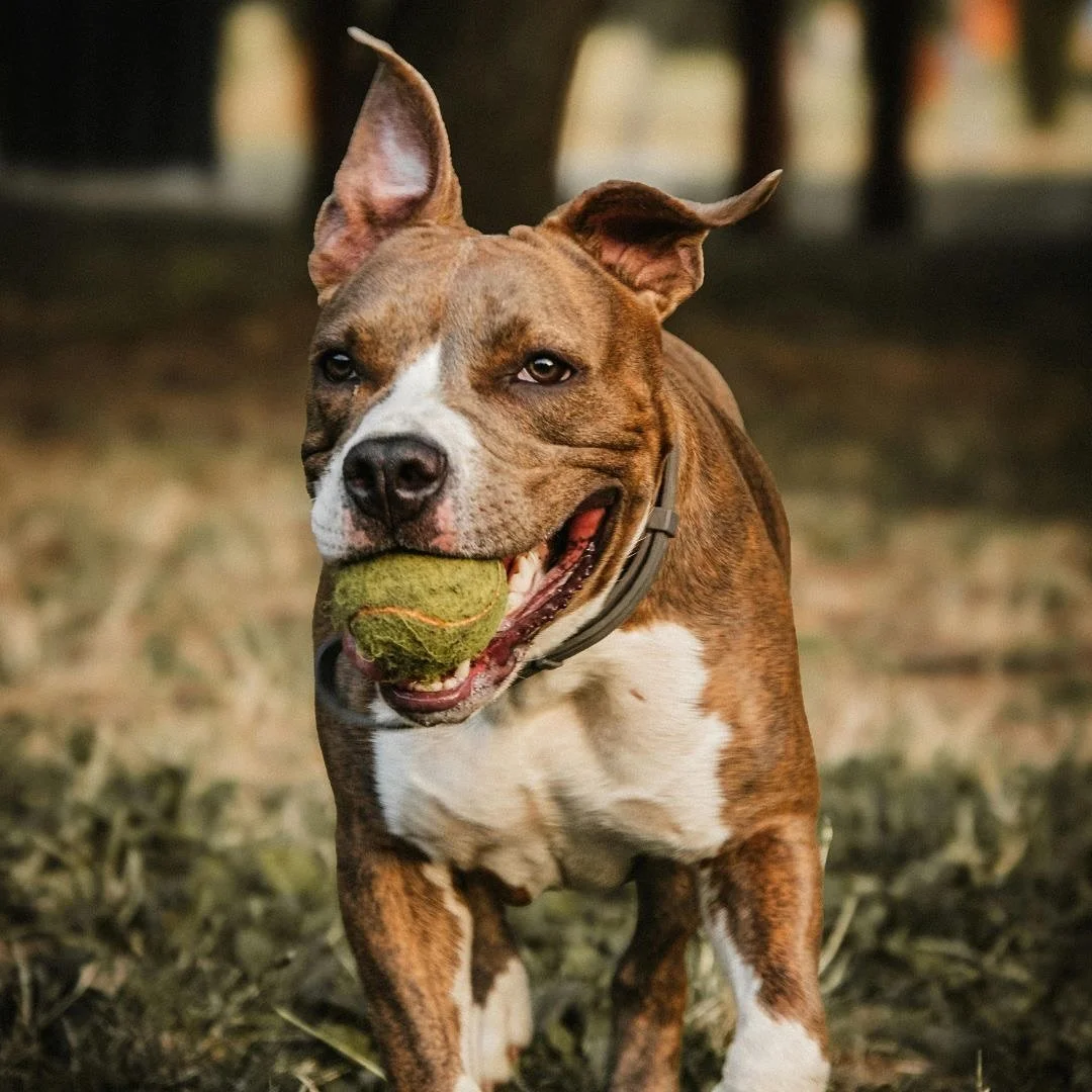 Happy National Fetch Day!! 🐾
Fetch isn’t just for young, energetic dogs — it can still be a joyful part of life for our senior companions, too. 
As our pets age, their pace may slow, but their love for play and connection never fades.