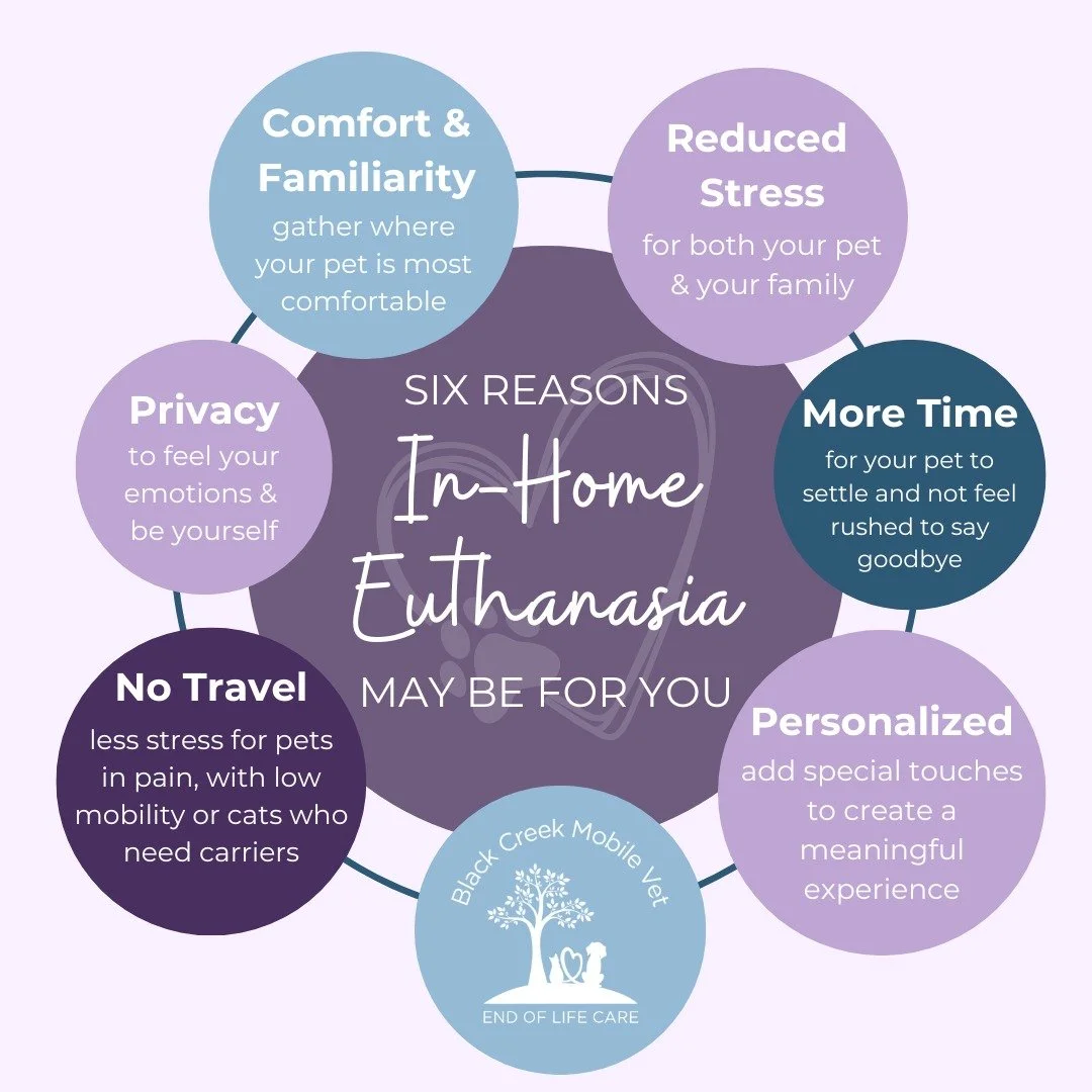 Saying goodbye to your beloved pet is never easy, but knowing what your options are can help you feel more prepared and at peace with such a difficult decision. 
Wondering if in-home euthanasia might be the right choice for your pet? Here are a few