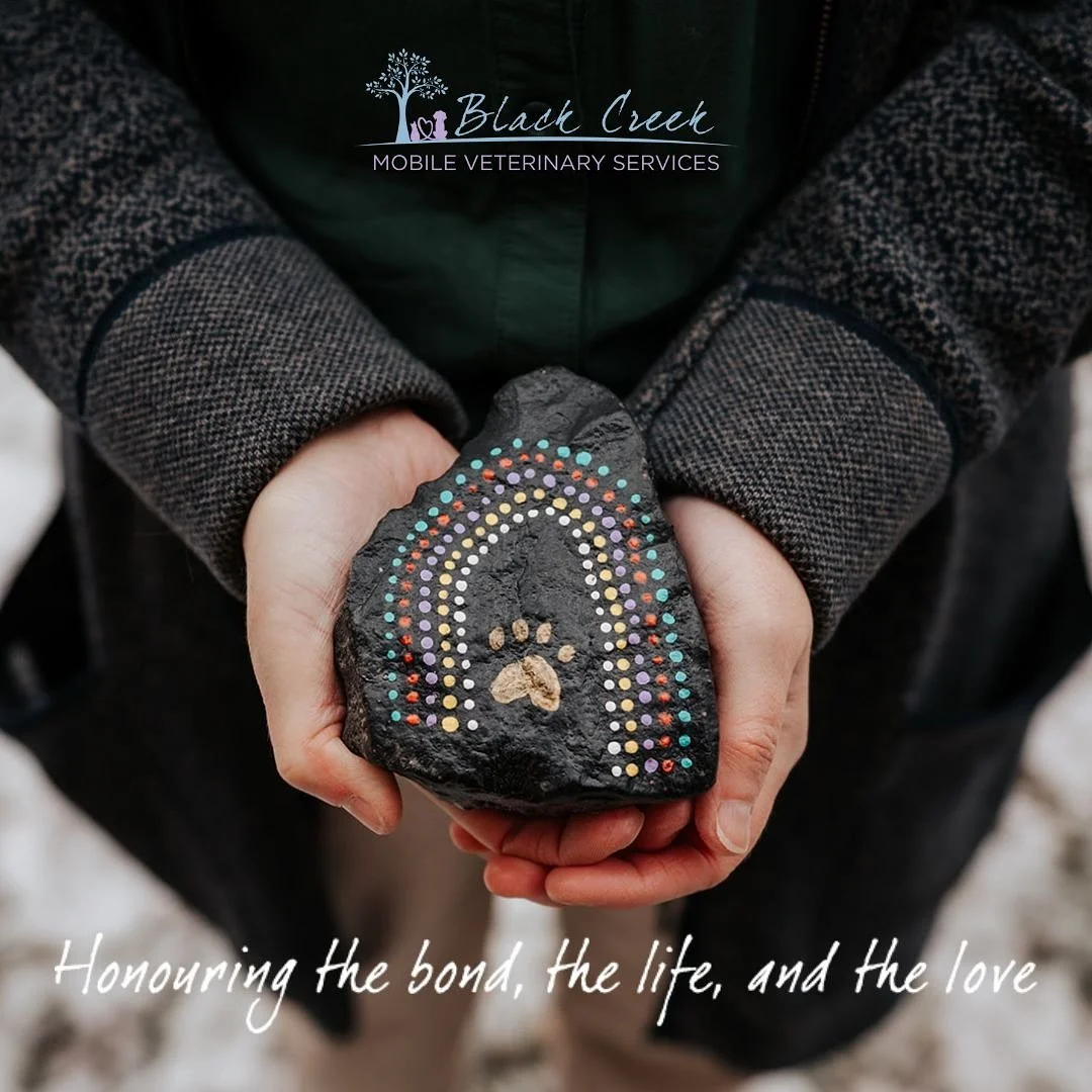 At Black Creek Mobile Veterinary Services, honouring the human–animal bond is at the heart of everything we do.
It’s in the quiet moments — the soft nudge of a muzzle, the wag of a tail, the gentle purr — that love speaks the