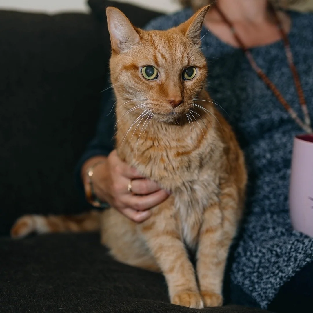 🕊 What does palliative care for pets mean?
Palliative care focuses on comfort, dignity, and quality of life when a cure is no longer possible.
It’s about managing pain, supporting mobility, and ensuring emotional and physical comfort —