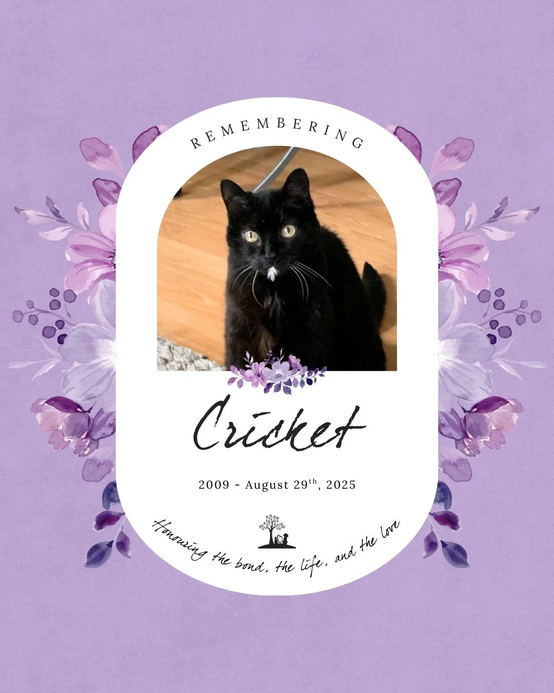 #MemorialMonday Honouring Cricket💜🐾

2009 &mdash; August 29th 2025
Deeply loved and missed by Josh, Annika and Candy

My Forever Pet
There&rsquo;s something missing in my home,
I feel it day and night,
I know it will take time and strength
before t