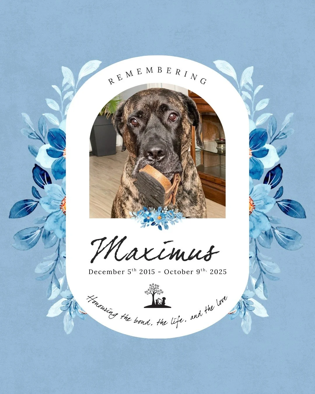 #TributeTuesday  Honouring Maximus 🐾💙

December 5th 2015 - October 9th 2025

We got Maximus just after my step son&rsquo;s accident that left him quadriplegic. Once Avery got released from the hospital I was the one providing all of the care for hi