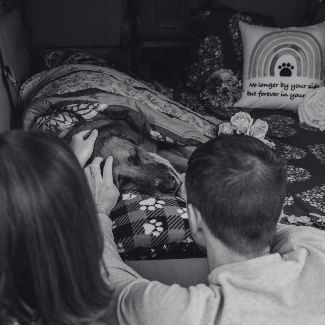 As the season of gratitude settles in, we pause to honour the pets who&rsquo;ve left paw prints on our hearts. 🐾

Their love changed us &mdash; softening our edges, teaching us presence, and showing us what it means to love without condition.

To ev