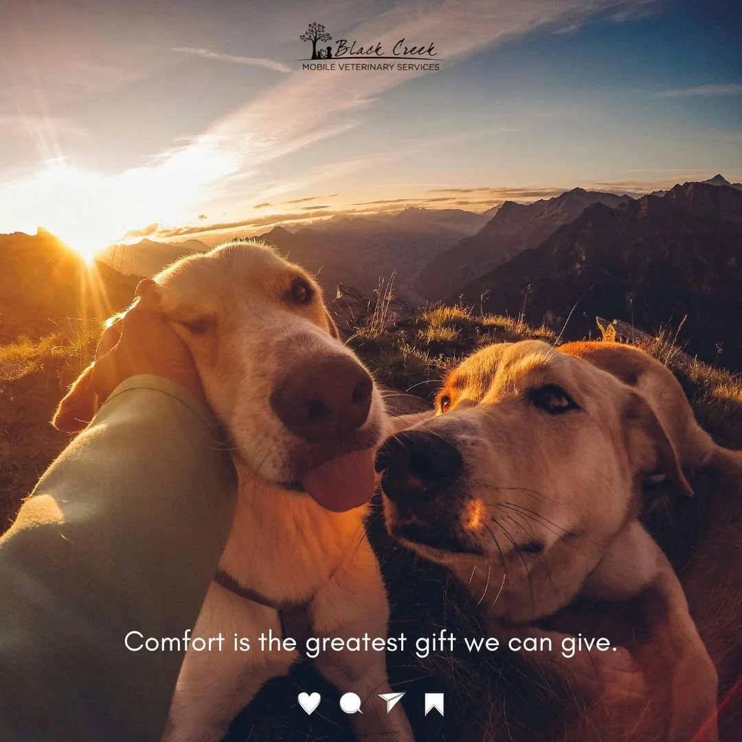 November is Pet Cancer Awareness Month &mdash; a reminder that cancer can affect pets at any age and stage, not just our seniors.

Because early changes can be subtle, reaching out sooner rather than later can make a meaningful difference in your pet