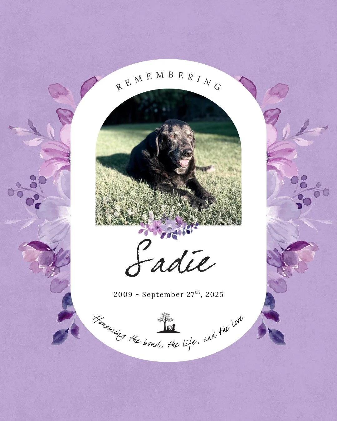 #TributeTuesday 💜 Honouring Sweet Sadie 🐾

2009 - September 27th 2025 

Our sweet Sadie, you were more than a pet. 

Thank you for the unconditional love you gave us every single day for the last 16 and half years. Our home feels quieter without yo