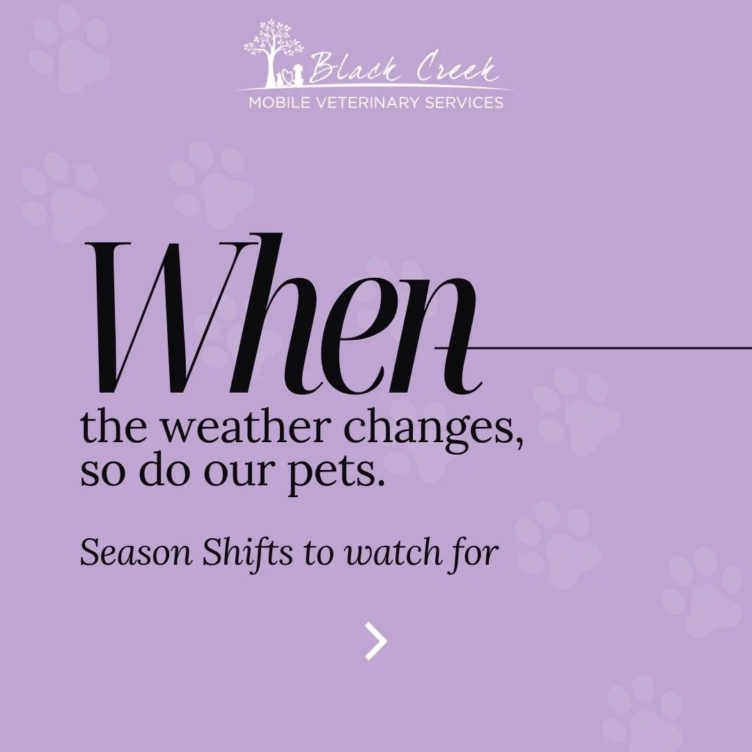 ❄🌨 As the seasons change, our pets feel it too! 🧣🐾

As the days grow shorter and the air turns crisp, many senior and palliative pets begin to sense the shift long before winter is fully here. Stiffer mornings, deeper naps, and a stronger pull tow