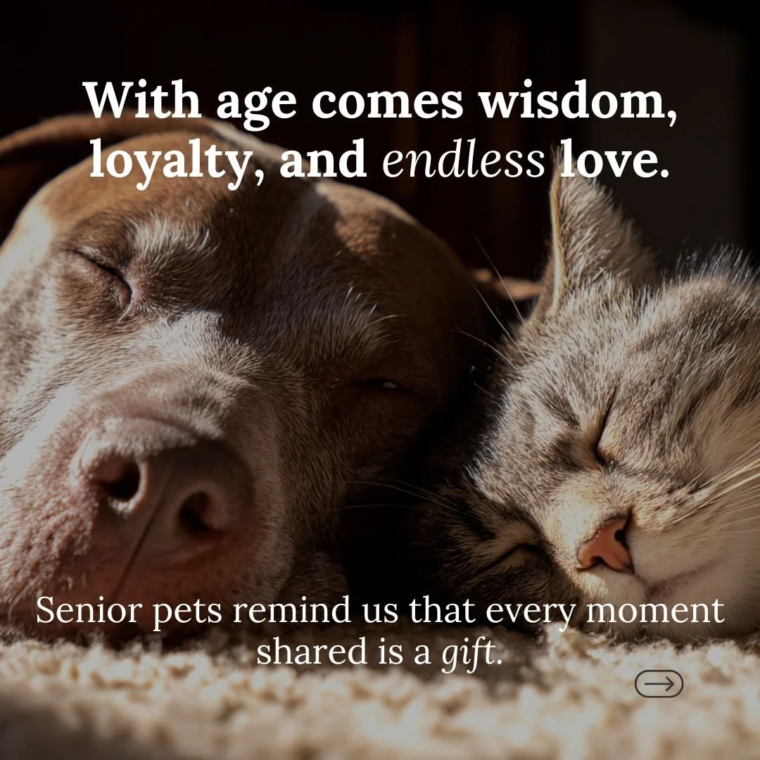 If you share your life with a senior pet, you&rsquo;re one of the lucky ones 💜

Caring for a senior pet is one of the deepest devotions of love. Their gentle wisdom, softened over years of companionship, reminds us to slow down, savour the quiet mom