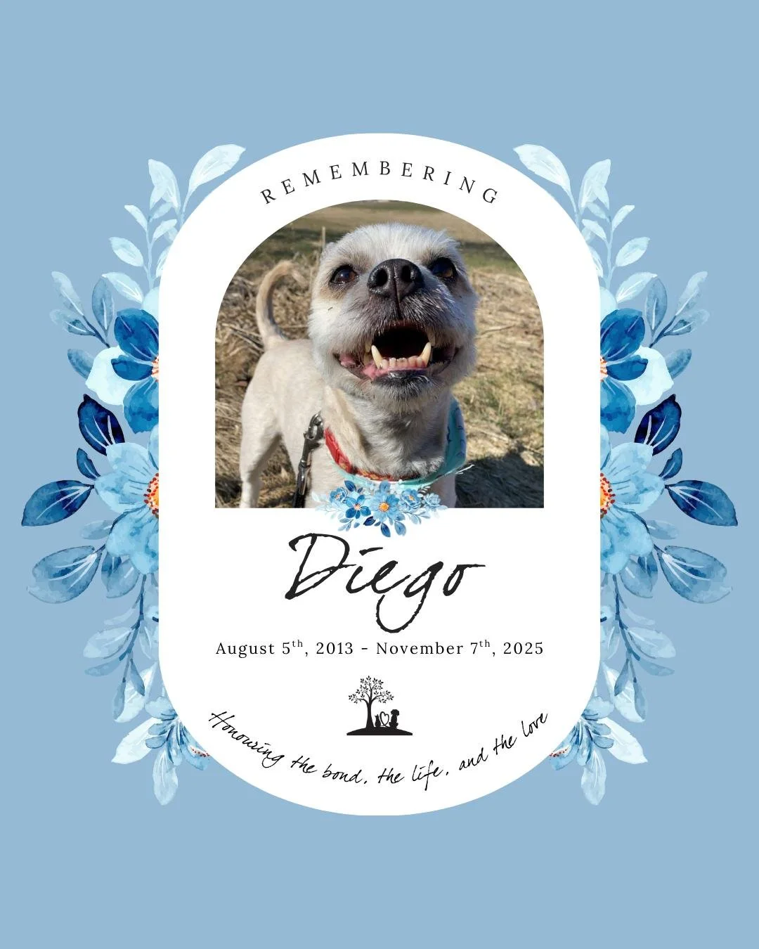 #TributeTuesday to Diego 💙🐾

August 5th 2013 - November 7th 2025

No more tippy tappy toes on the floor,
Or head tilts when your favourite words were said , 
No more greeting us happily at the door or your waltz to go to bed. 

We will miss your sn