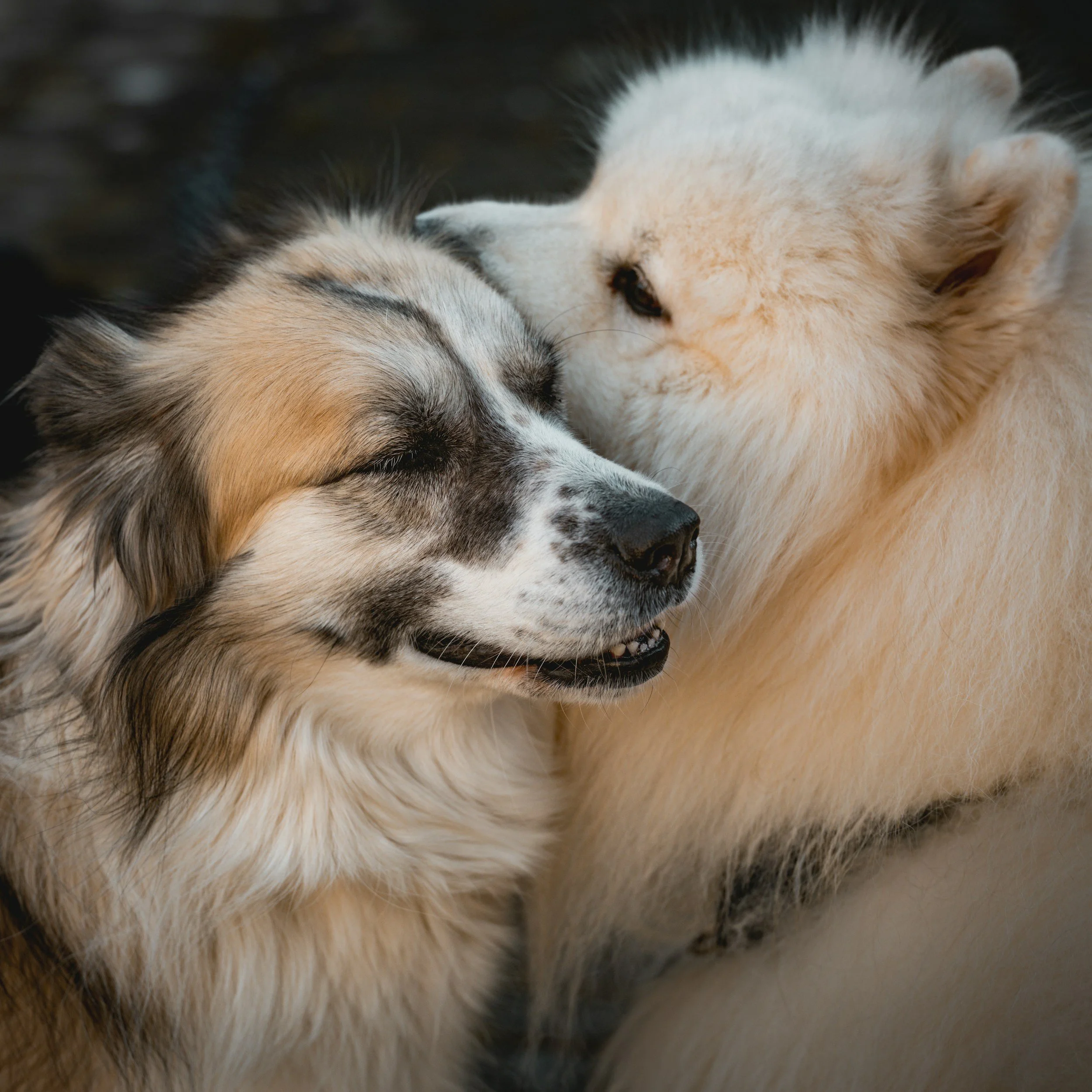 two dogs cuddling - pets grieve the loss of their pet family too
