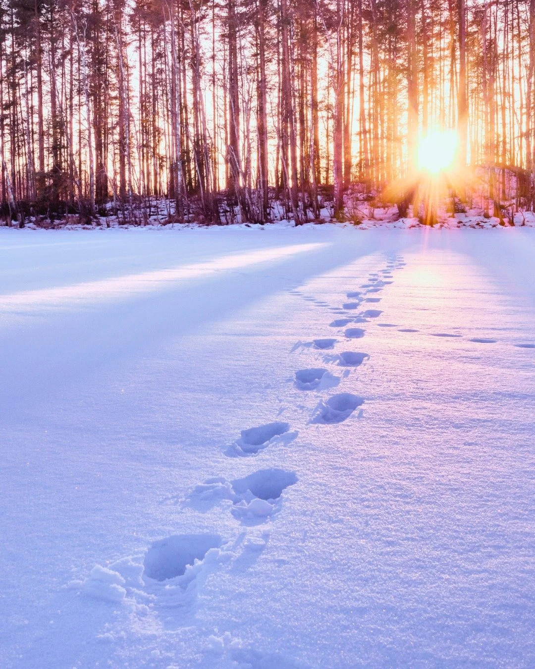 Step outside. Breathe in the quiet. Even if their footprints are no longer beside yours in the snow, the love you shared still walks with you &mdash; in memories, in moments, and in the spaces they forever changed. 🤍🐾❄️

#GentleGrief #RememberingOu