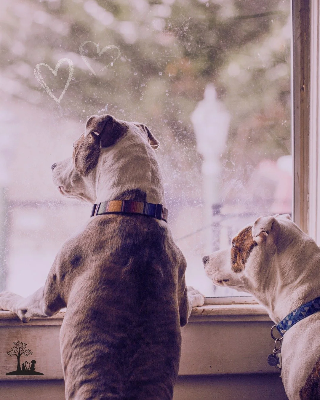 Pets are family &mdash; woven into our routines, our quiet moments, and the spaces we call home. They watch the world with us, often from familiar places like this window, while being deeply rooted in our lives. 💜

And just like families themselves,