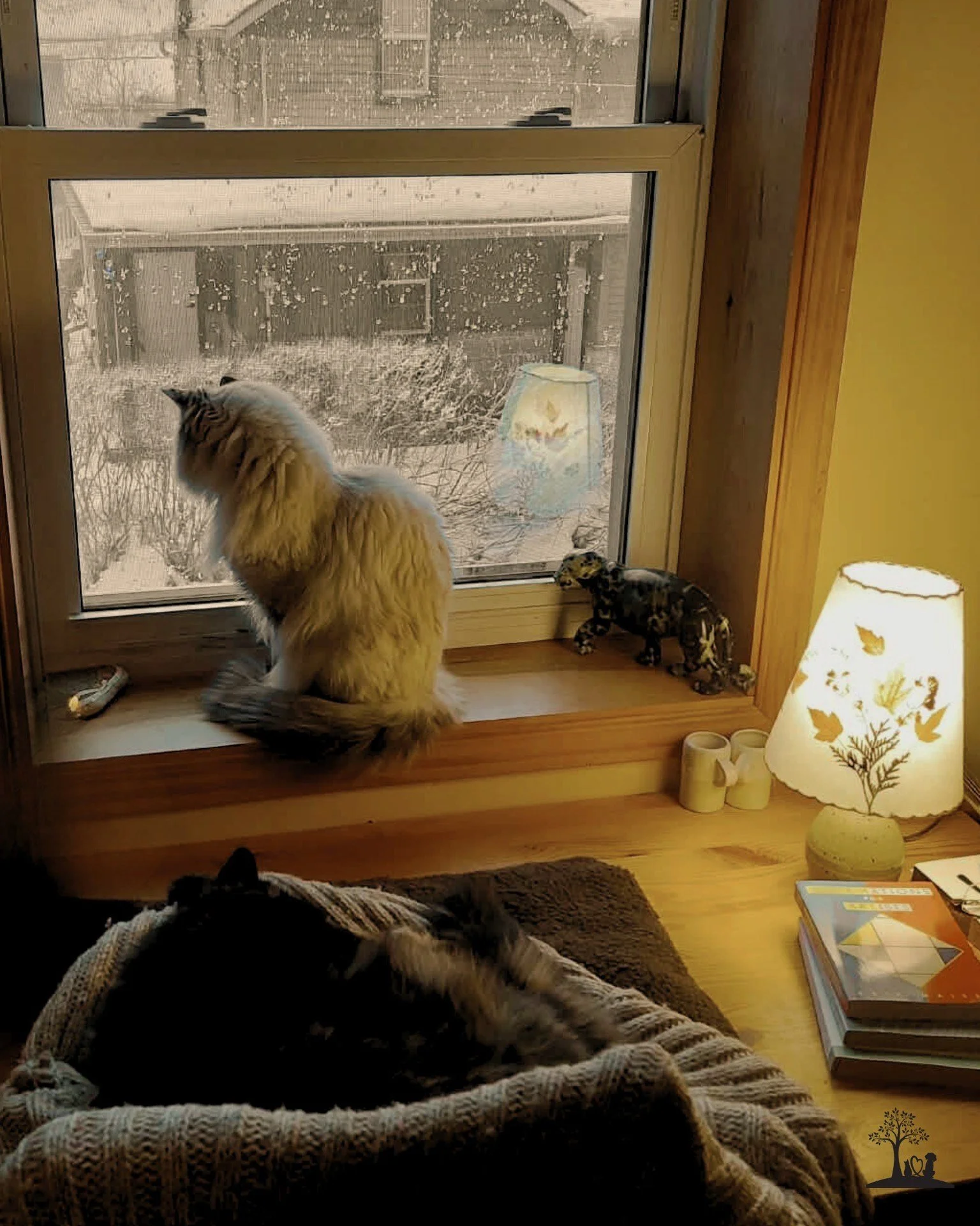 🐾 Cats have a way of choosing their favourite places &mdash; and just when we think we&rsquo;ve figured them out, their spot changes. One week it&rsquo;s the back of the couch, the next it&rsquo;s a laundry basket, a quiet corner, or a special windo