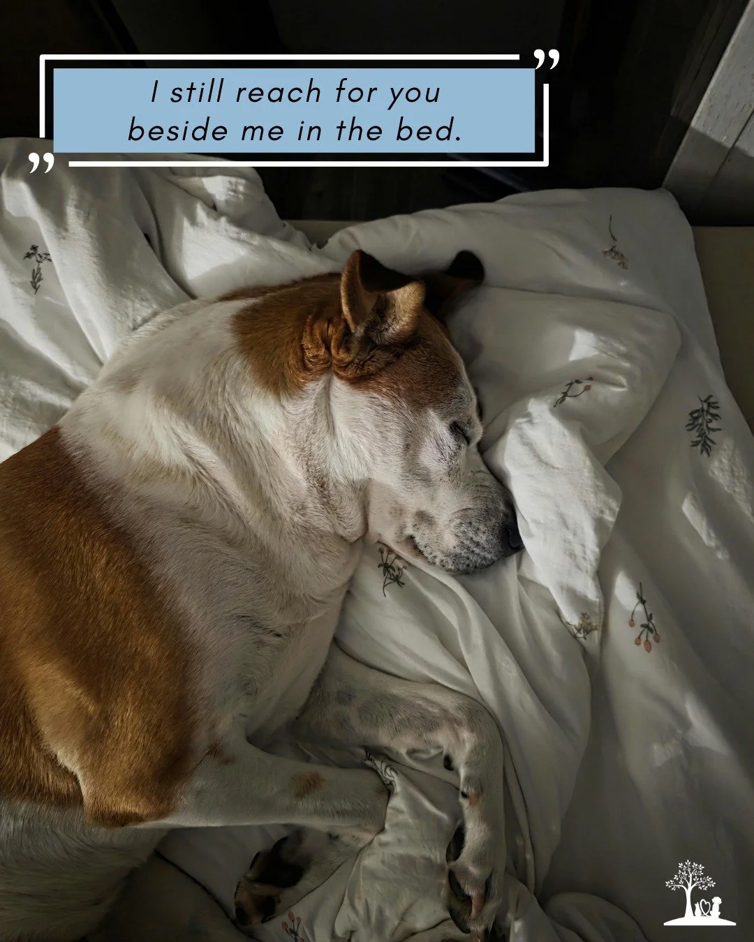 💙Thoughtful Thursday 🤍

Some absences are felt most in the quiet moments.
"I still reach for you beside me in the bed."

 #PetLove #RememberingYou #PetLoss #PetGrief #griefquotesofinstagram #petgriefquotes #petlossquotes  #doginthebed