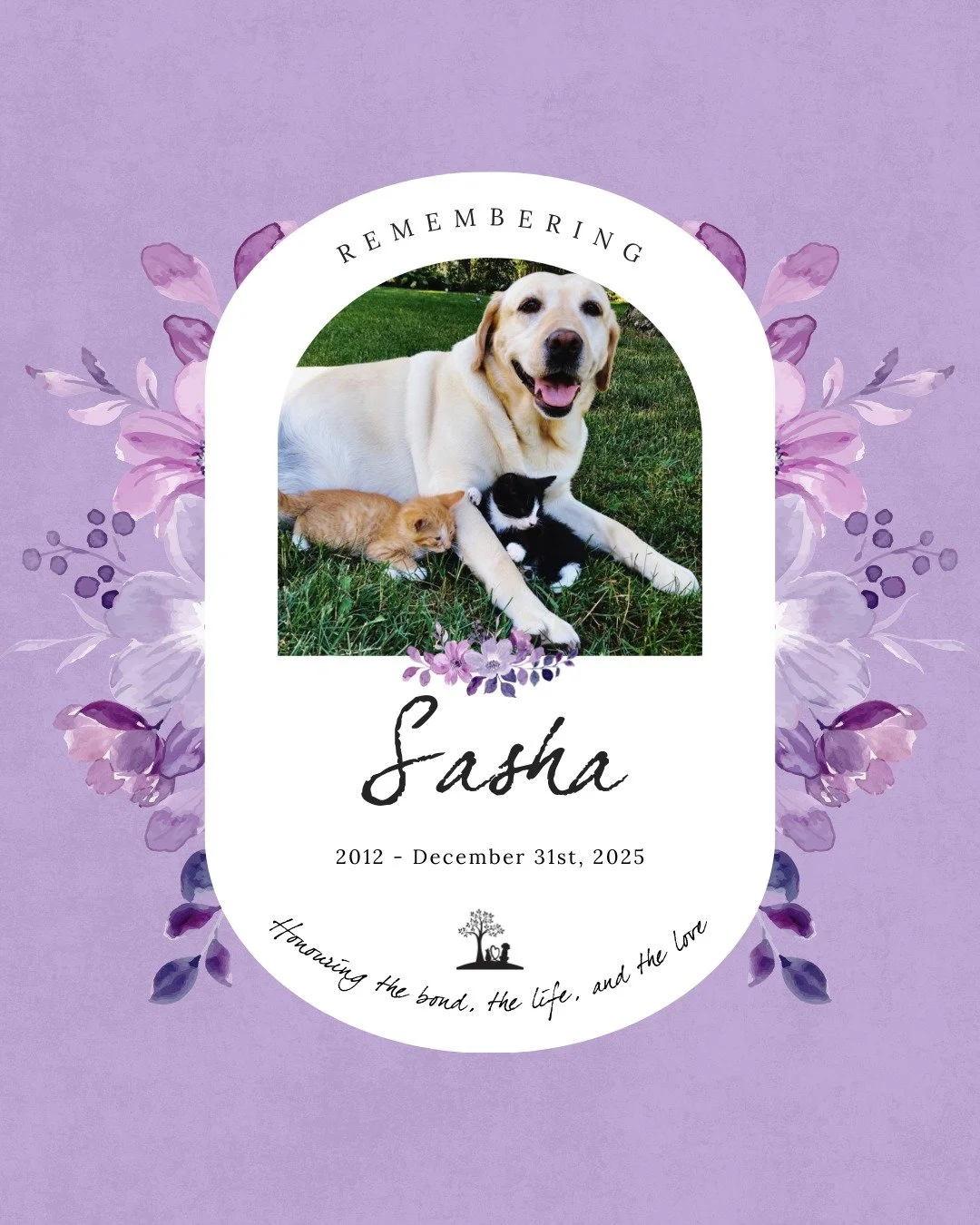 #MemorialMonday in honour of beloved Sasha Love Bear 🌈 💜 🐾

"On December 31, 2025, I said my final goodbye to my Sasha Love Bear.

Before Sasha was part of our family, her life looked very different. She was a breeding dog, living outside on 