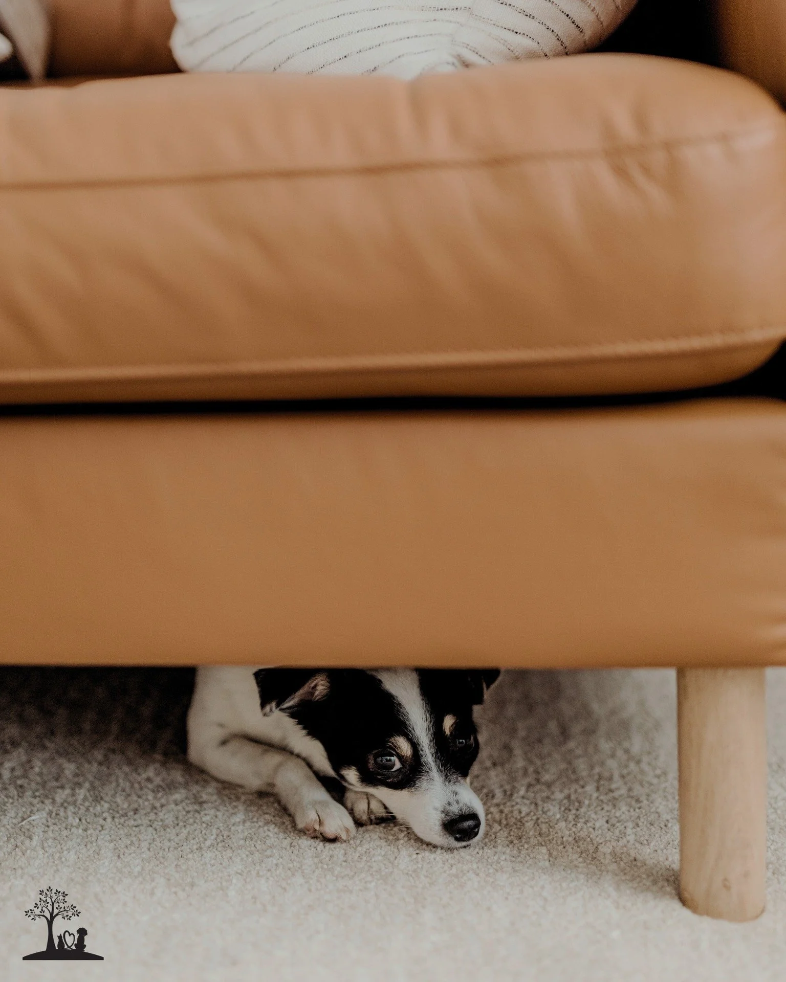 Choosing an at-home goodbye allows your pet to remain in the place they know best, surrounded by familiar sights, scents, and the people they trust most. For anxious or sensitive pets, this can make a profound difference in how calm and secure they f