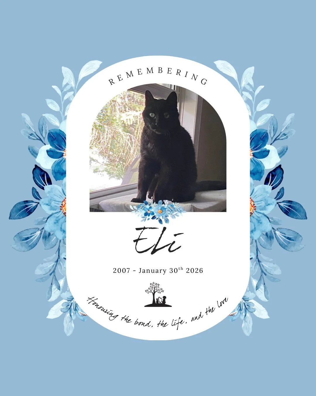 #MemorialMonday in honour of dear Eli 💙 🌈 🐈&zwj;⬛

"It is hard to say goodbye to this sweet boy who shared my life for nineteen beautiful years.

From the very beginning, when he was just a tiny kitten, he had a quiet spirit and a talent for 