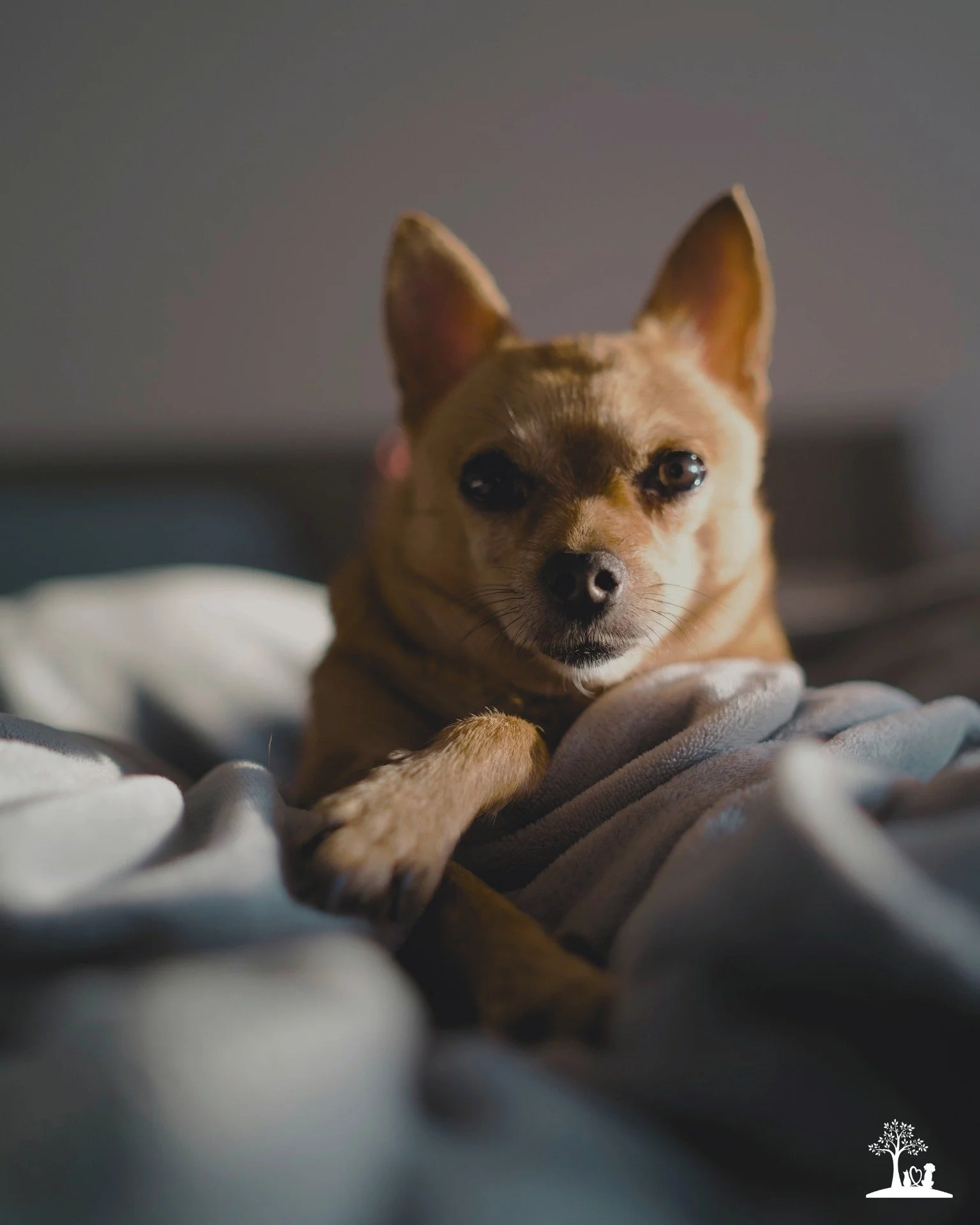 Saying goodbye at home creates opportunity to honour the small, sacred details that meant the most in your life together. 🤍

Maybe it&rsquo;s snuggled into your own bed, where slow mornings were always shared. 🛏️ Maybe it&rsquo;s in front of the fi