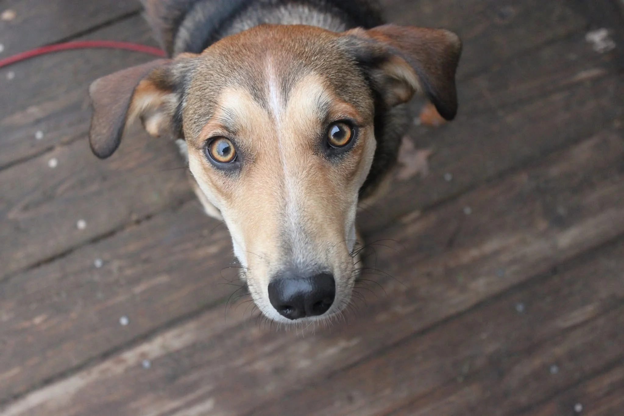 Penny Schweighardt Mannen