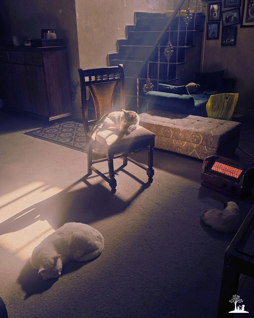 There is something deeply comforting about home. 🏠 

Those cozy corners, familiar blankets, and favourite places where your pet has spent so many peaceful moments.

When the time comes to say goodbye, being able to remain in that familiar space can 