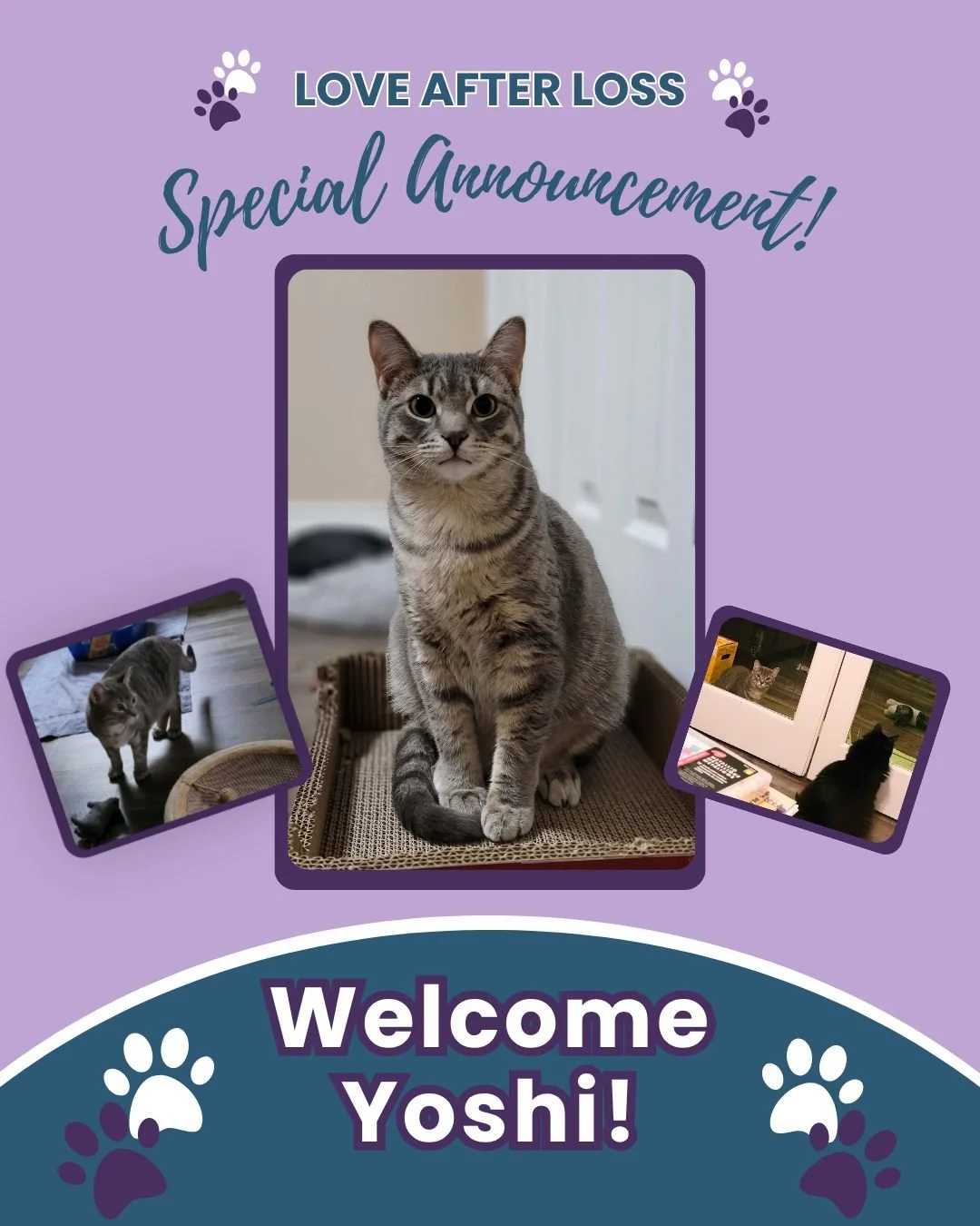 We have something very special to share&hellip; 💙

There&rsquo;s a new little set of paws in Dr. Erica&rsquo;s home 🐾

Meet Yoshi &mdash; a handsome light grey tabby (formerly named Ocean) who has officially joined the family&hellip; and is slowly,