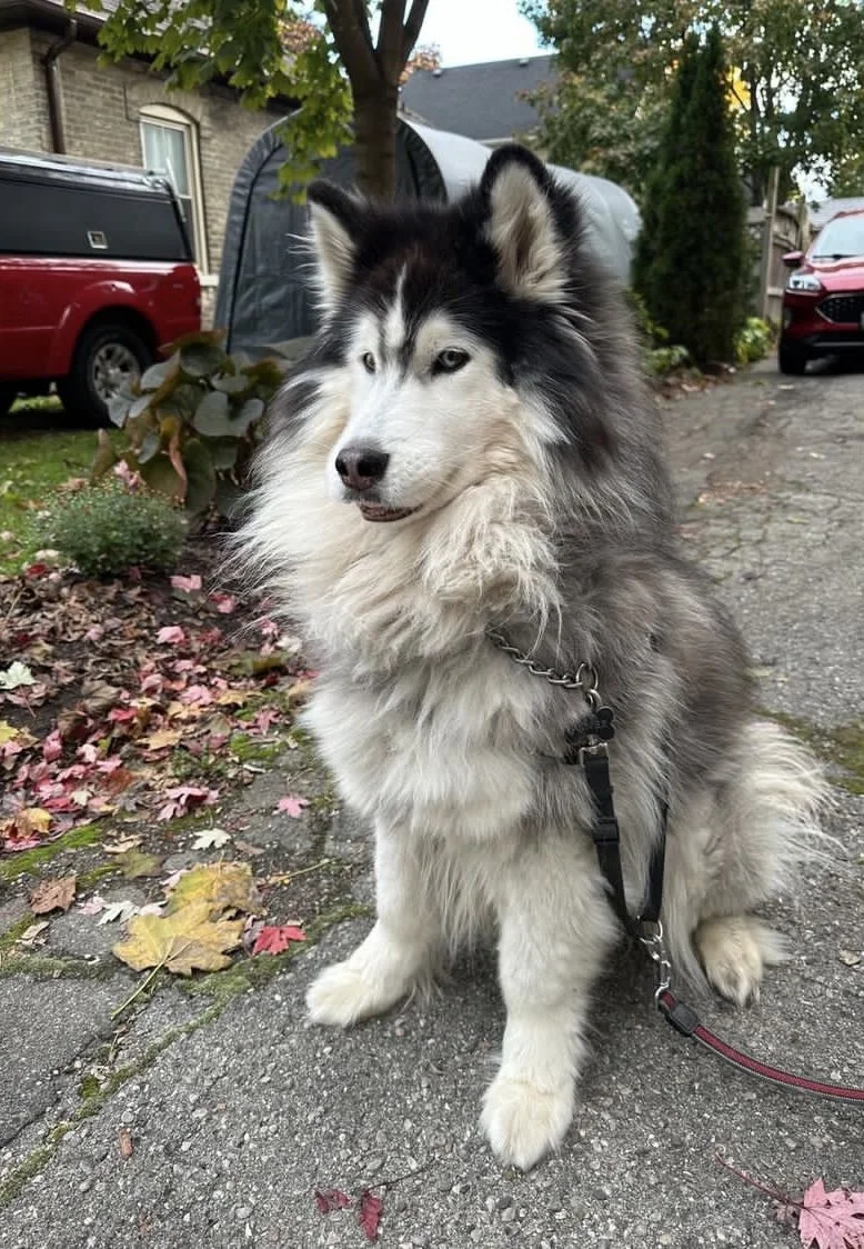 Prince Casper, Earl of Dorkshire