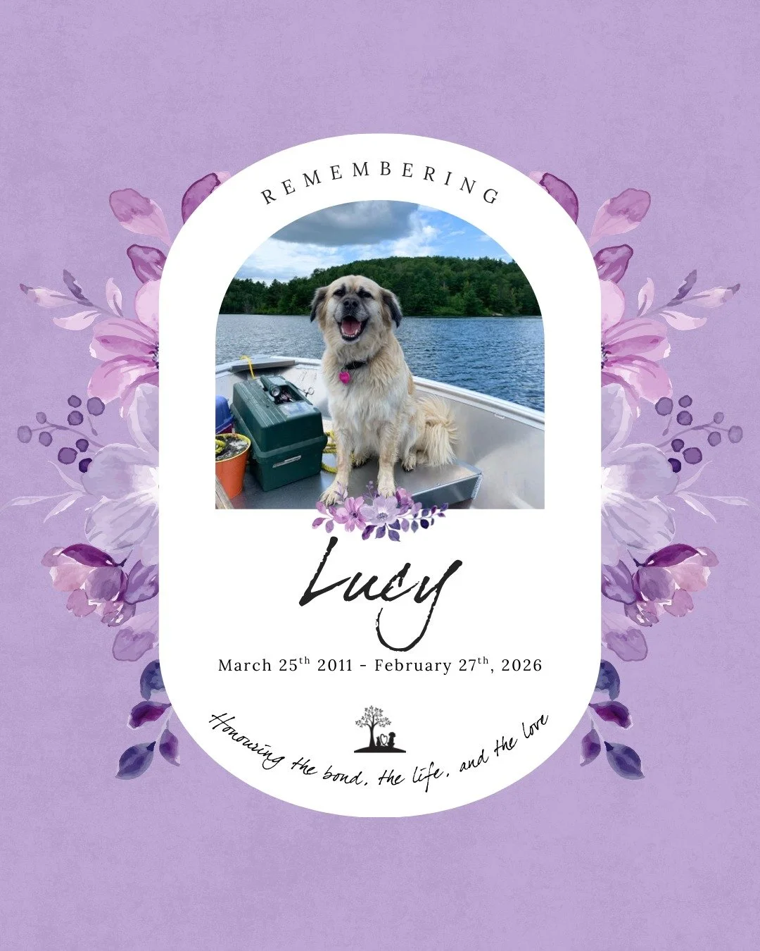 #TributeTuesday in honour of dearly loved Lucy 🌈 💜

March 25th 2011 - February 27th 2026

Just a month shy of her 15th birthday, we had to let our sweet old Lucy go to the sky of diamonds 💔 A Lucy shaped hole is left in all of our hearts. 

She wa
