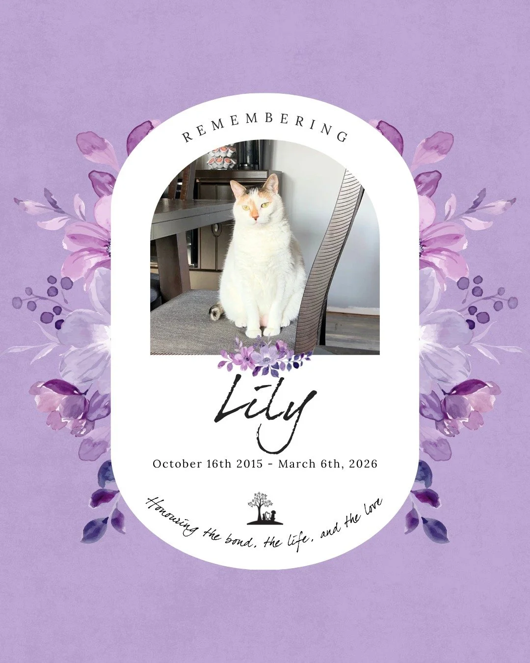 #Tributetuesday in loving memory of beautiful Lily

Our dear Lily was affectionately known as Goose, she was a deeply loving, intuitive companion. She had the kind of presence that filled a home in the quietest and yet most meaningful ways. She alway