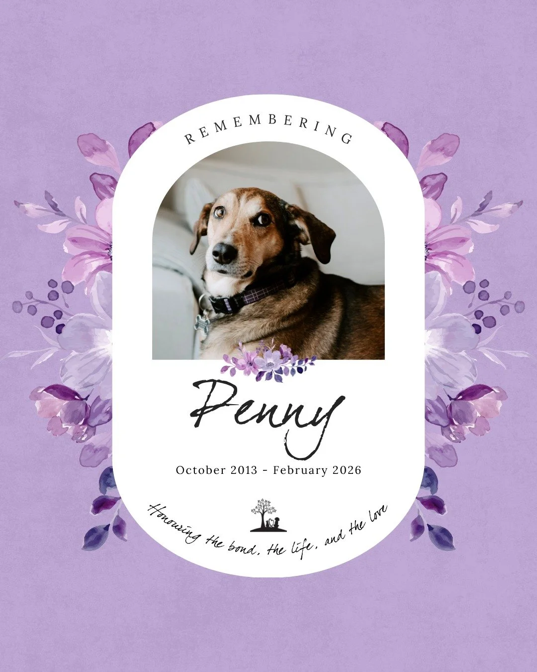 #TributeTuesday in honour of darling Penny 

Penny, our sweet girl and happy companion for 12.5 wonderful years. 

 🐾 You are so missed 💜

Your sweet face in the front window welcoming us home, your nails clicking on the floor and the sound of your