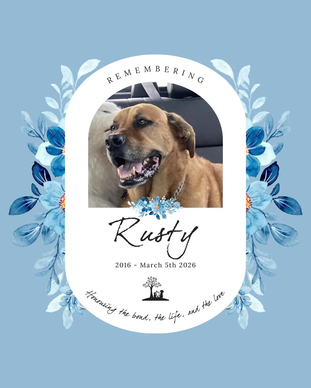 #TributeTuesday in honour of handsome boy Rusty 🌈 💙

This handsome young fella showed up at our door one day in 2016. We already had 2 dogs at the time but he looked lost and in need of love.

We opened up our home to dear Rusty and from that day f