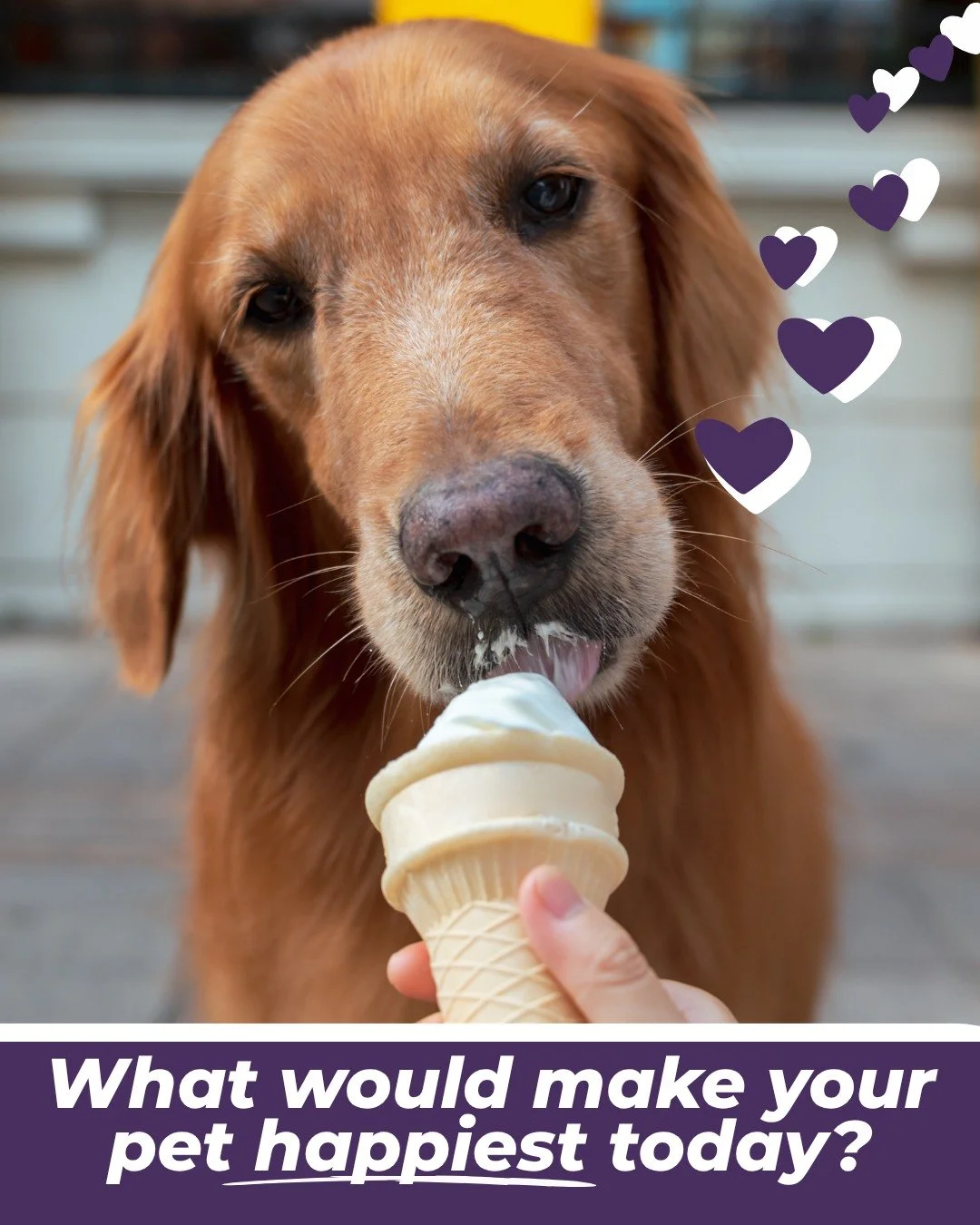 💭 What would you love to do together, one more time?

This is a question many families gently begin to ask as their pet&rsquo;s needs begin to change.

Not to rush anything.
Not to count down the days.

But to bring intention to the time you still h