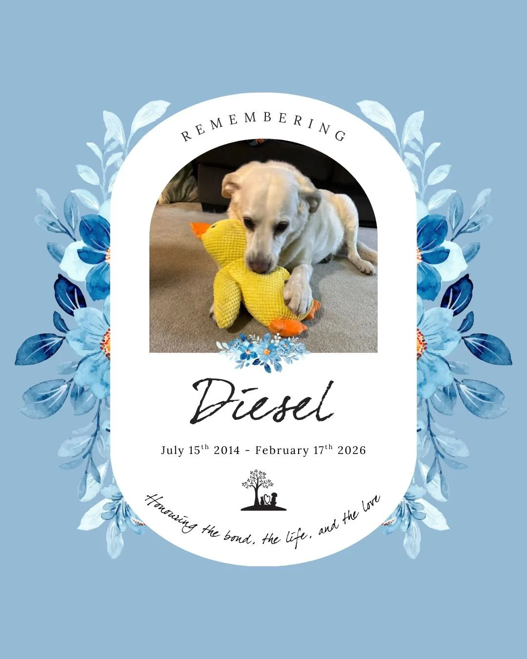 #TributeTuesday a poem in honour of sweet boy Diesel 💙 🐾

You didn't just walk beside me, you walked within me,
A shadow, a comfort, a soulful, silent plea.
Your eyes held a language that words could never reach,
A lesson in love that only you coul