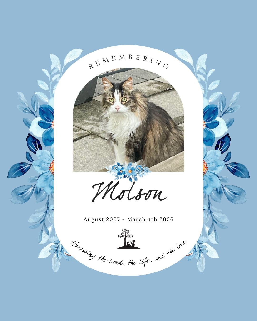 #MemorialMonday in honour of the fluffy kitty Molson 💙 🌈

Molson was an unexpected addition to our home when my husband&rsquo;s boss arrived at the office with three kittens in a cardboard box. Two already had a home and the one left decided my hus