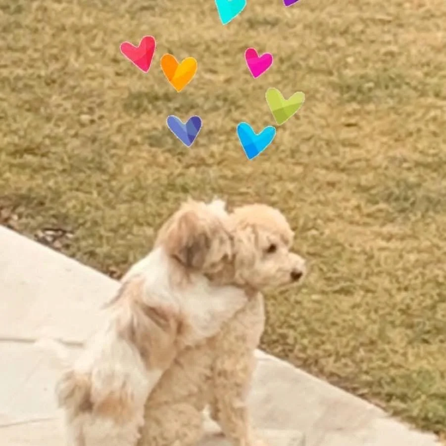 Chester & Charlie.JPG