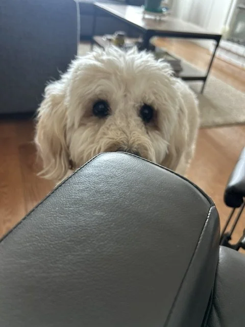 Chester hungry.jpeg