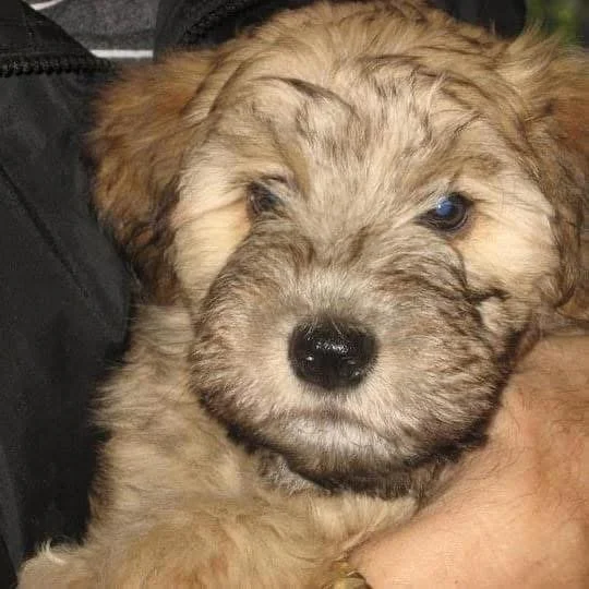 Chester puppy.JPG