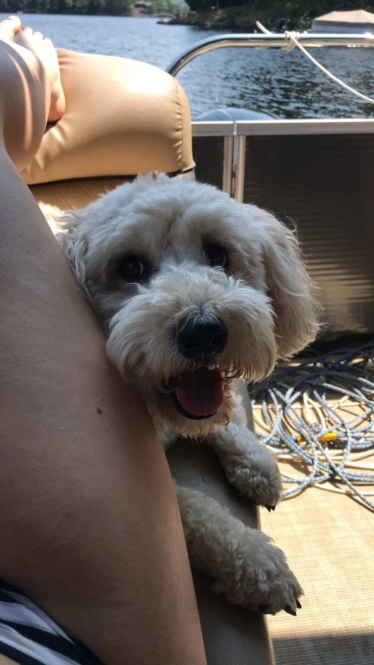 Chester.jpeg
