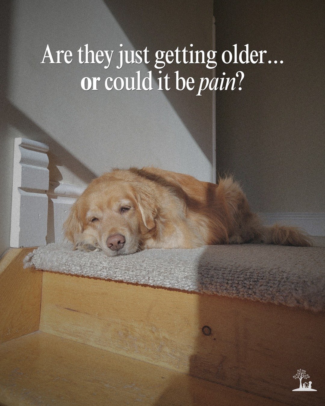 "I wish I had realized sooner that my pet was hurting."

💔 It's something many pet families say after learning more about the subtle ways pets can show pain &amp; discomfort.

Many pet families assume that slowing down is simply a normal p