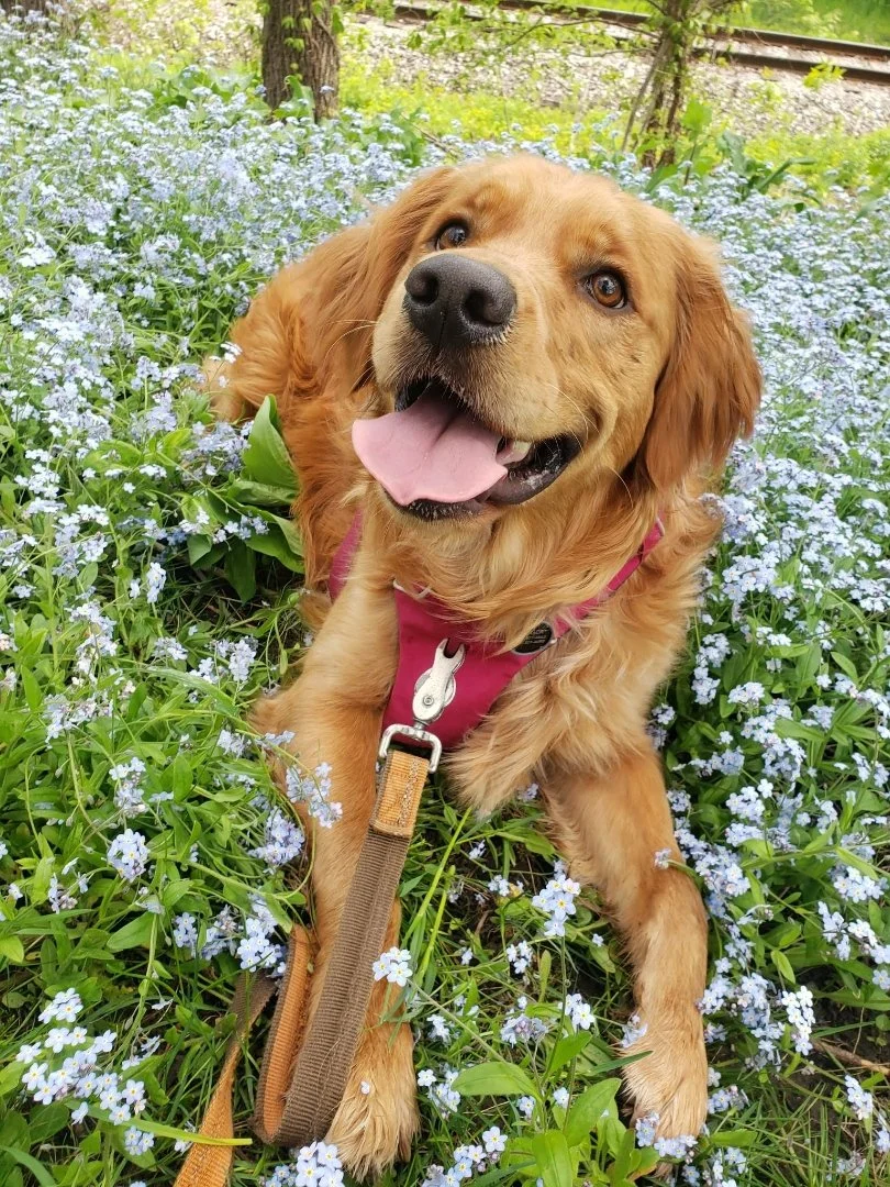 Ruger Gibson