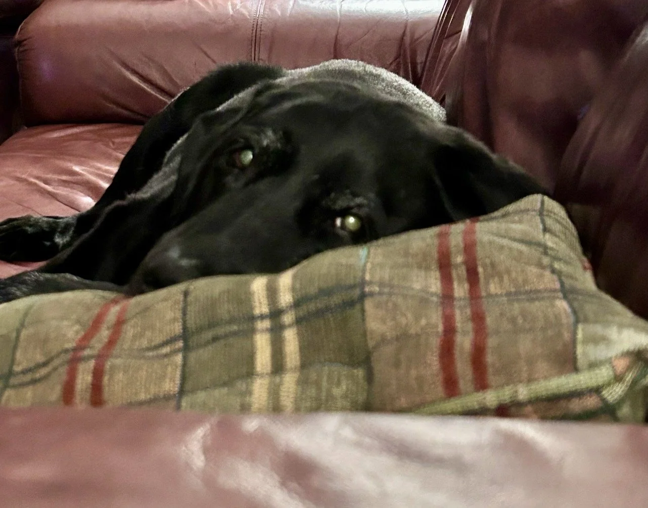 IMG_0795.jpeg