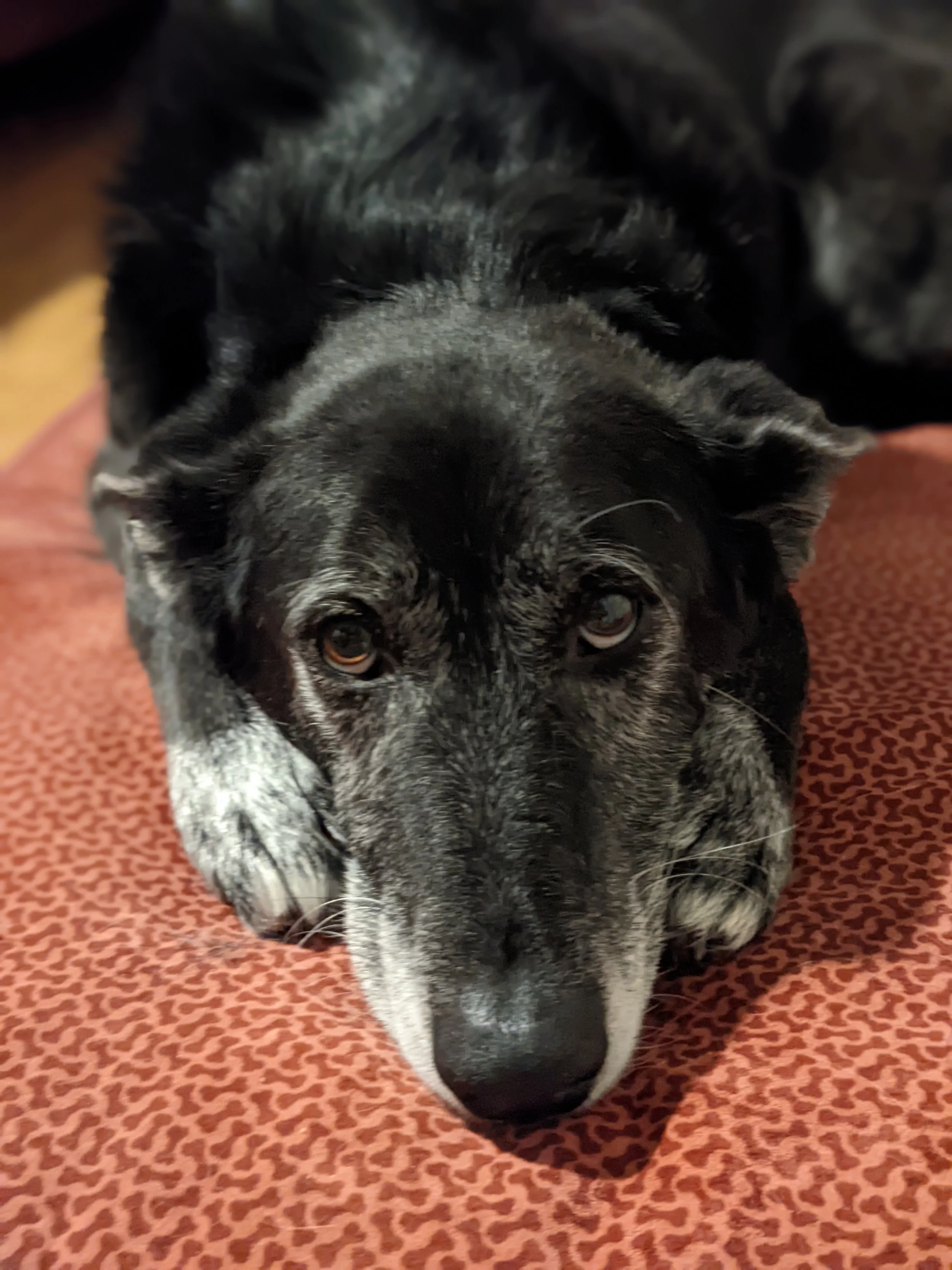 PXL_20221119_035316152.PORTRAIT.jpg