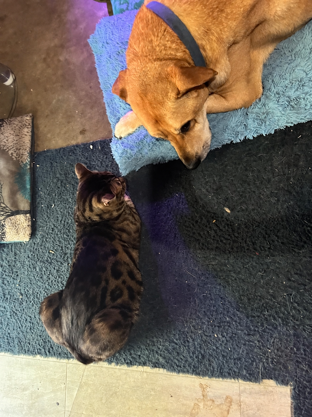 Dog and Cat Quietly Observing Each Other.png