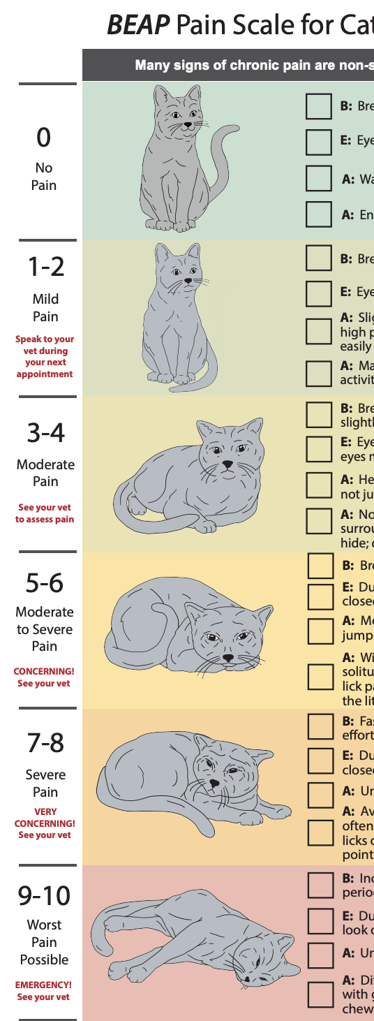 coloured ranking of different pain levels in cats including images of how cat's posture and expression changes with more pain