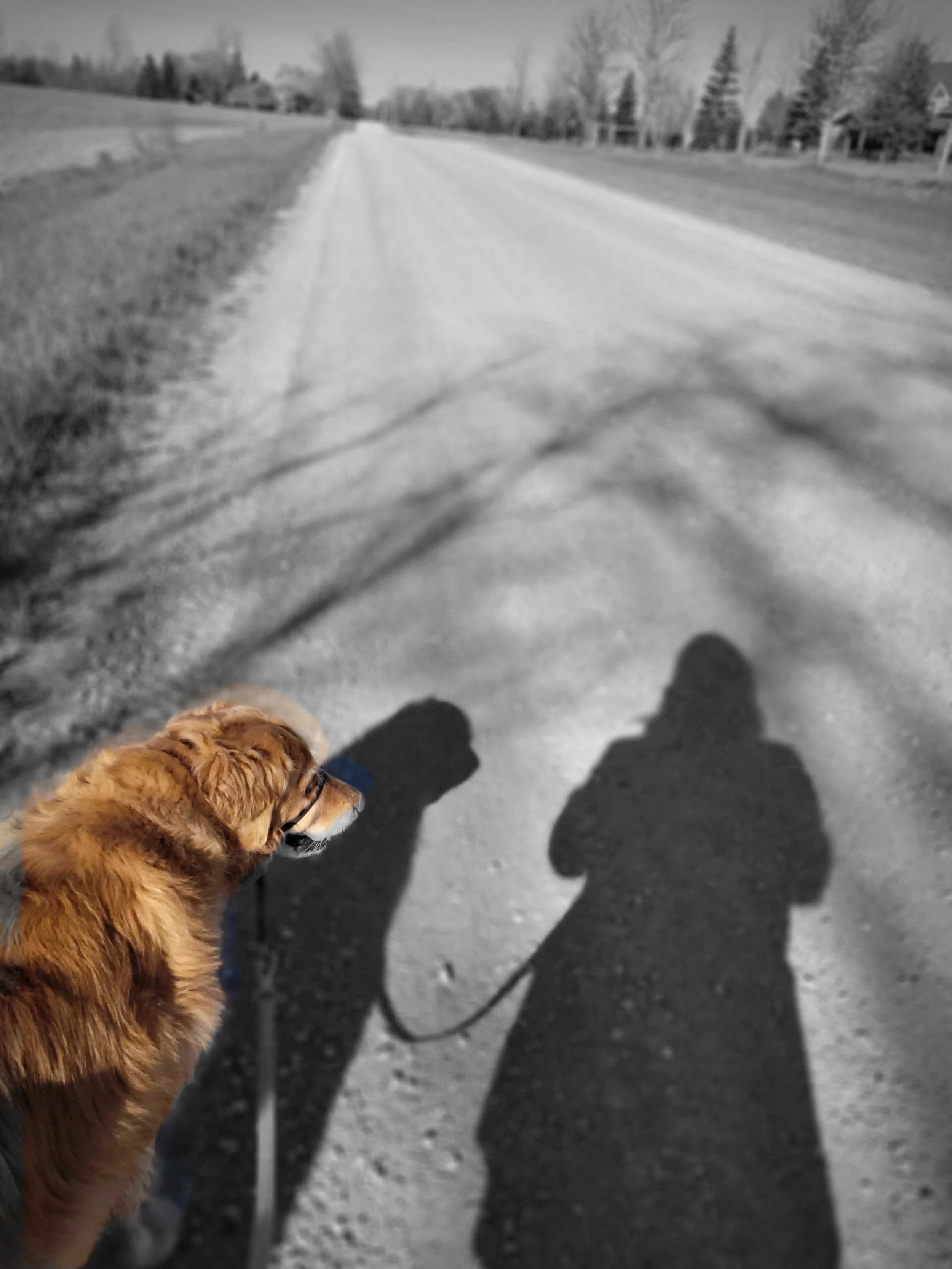 A Golden Retriever in colour being walked by Dr. Erica, the rest of the image in in black and white showing only the road and shadows of Dr. Erica and her dog, Ellie