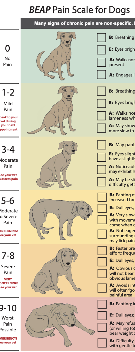 coloured ranking of different pain levels in dogs including images of how dog's posture and expression changes with more pain